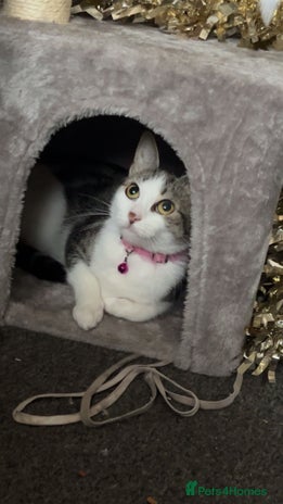 Tibetan cats Buffy - Advert 2