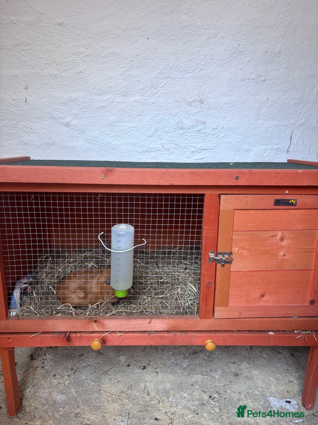 Guinea Pig rodents for sale: 3 Male Guinea Pigs, Hutch and Run For Sale - Image 4
