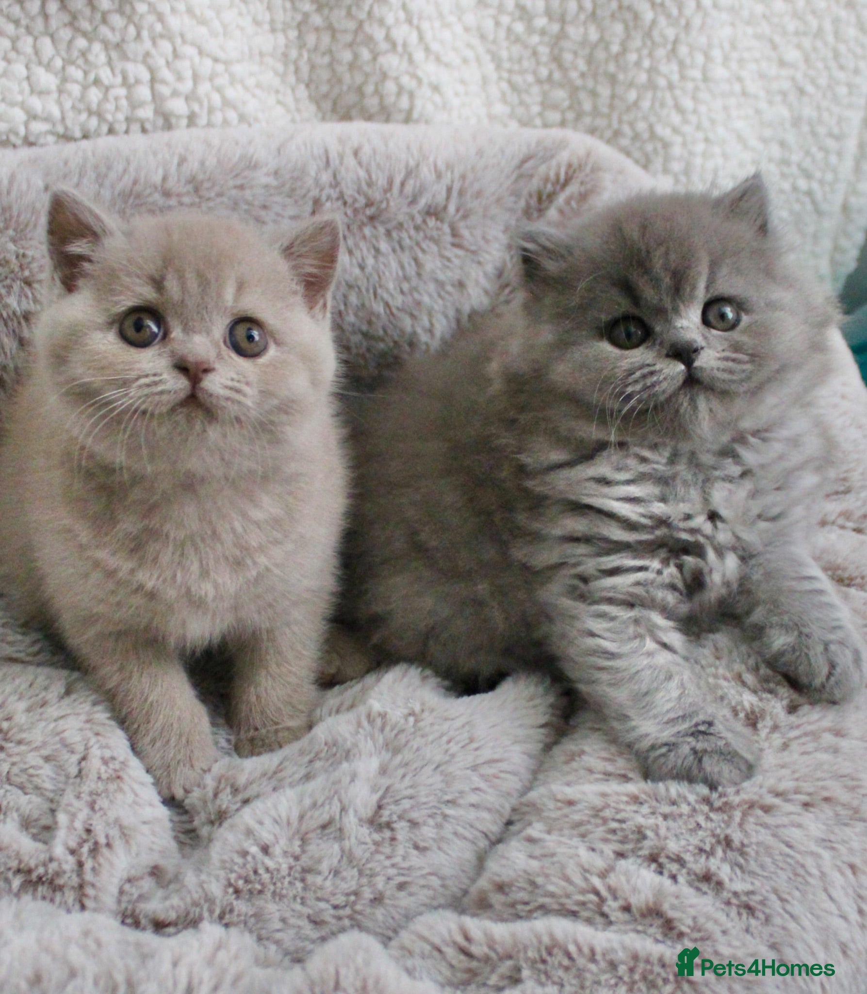 British Shorthair cats BRITISH SHORTHAIR &LONGHAIR - Full Pedigree - Advert 14