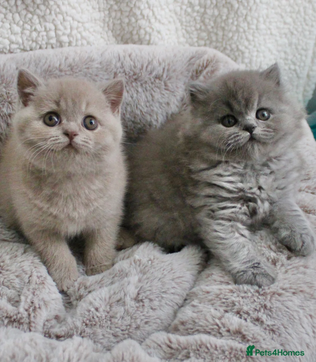 British Shorthair cats for sale: BRITISH SHORTHAIR &LONGHAIR - Full Pedigree - Advert 1