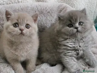 British Shorthair cats BRITISH SHORTHAIR &LONGHAIR - Full Pedigree - Advert 14