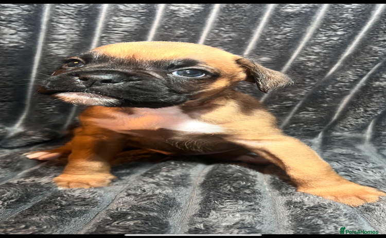 Boxer dogs - Advert 1