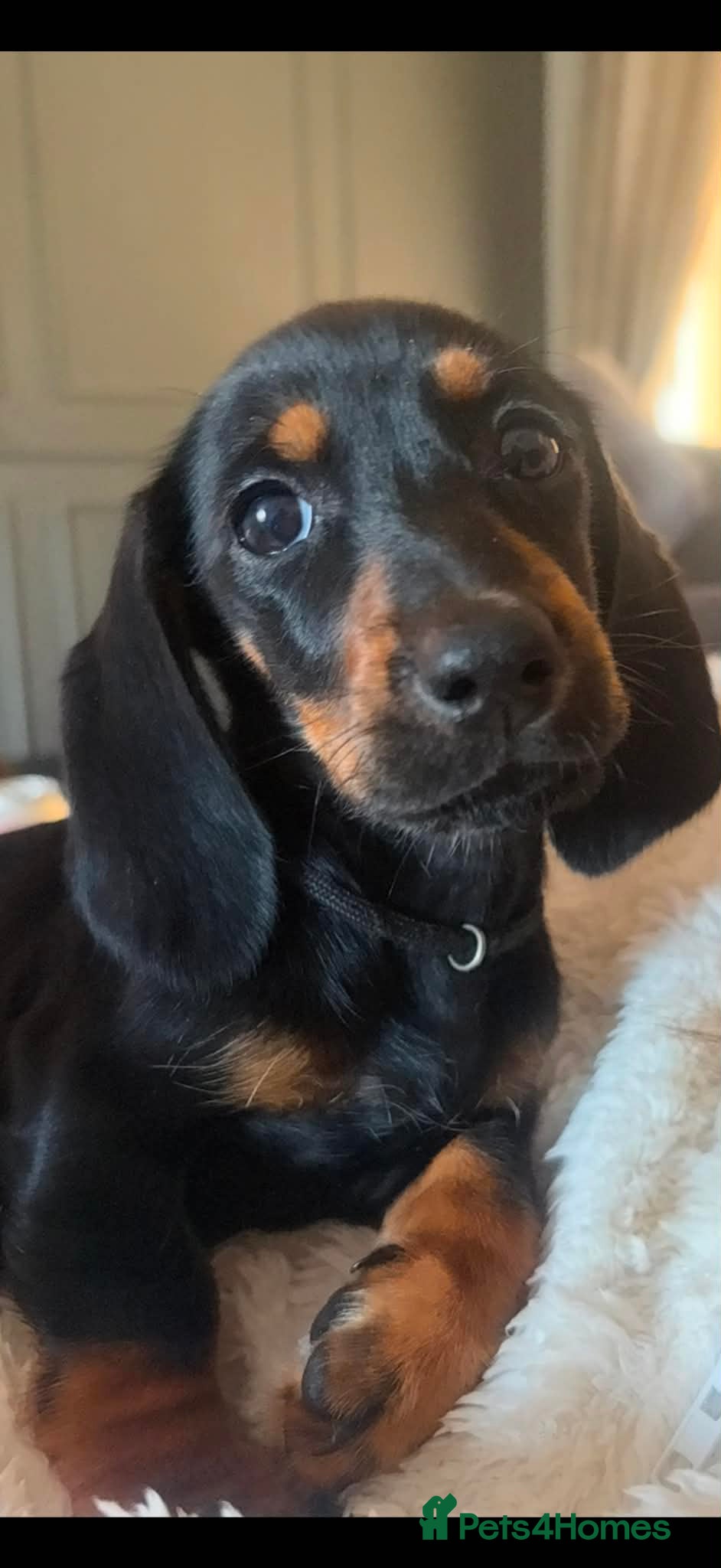 Dachshund dogs Last girl remaining - Advert 15