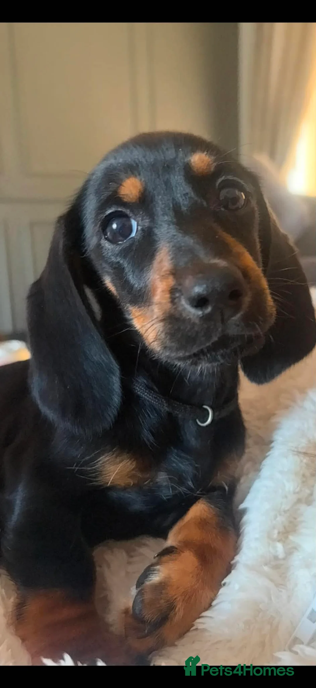 Dachshund dogs for sale: Last girl remaining - Advert 1