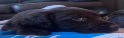 Sprocker dogs for sale: 🐶💕Beautiful Sprocker puppies for sale! 💕🐶 - Advert 10