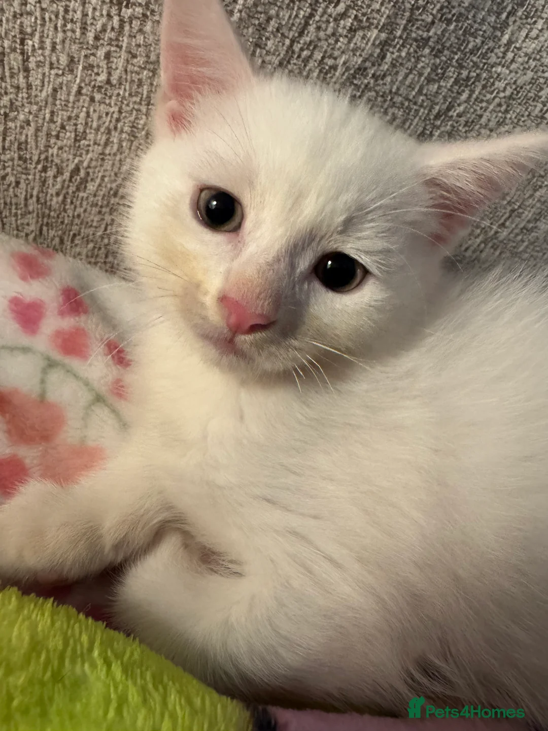 Munchkin cats for sale: Twin brothers  - Advert 2