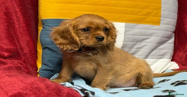 Cavalier King Charles Spaniel dogs - Advert 11