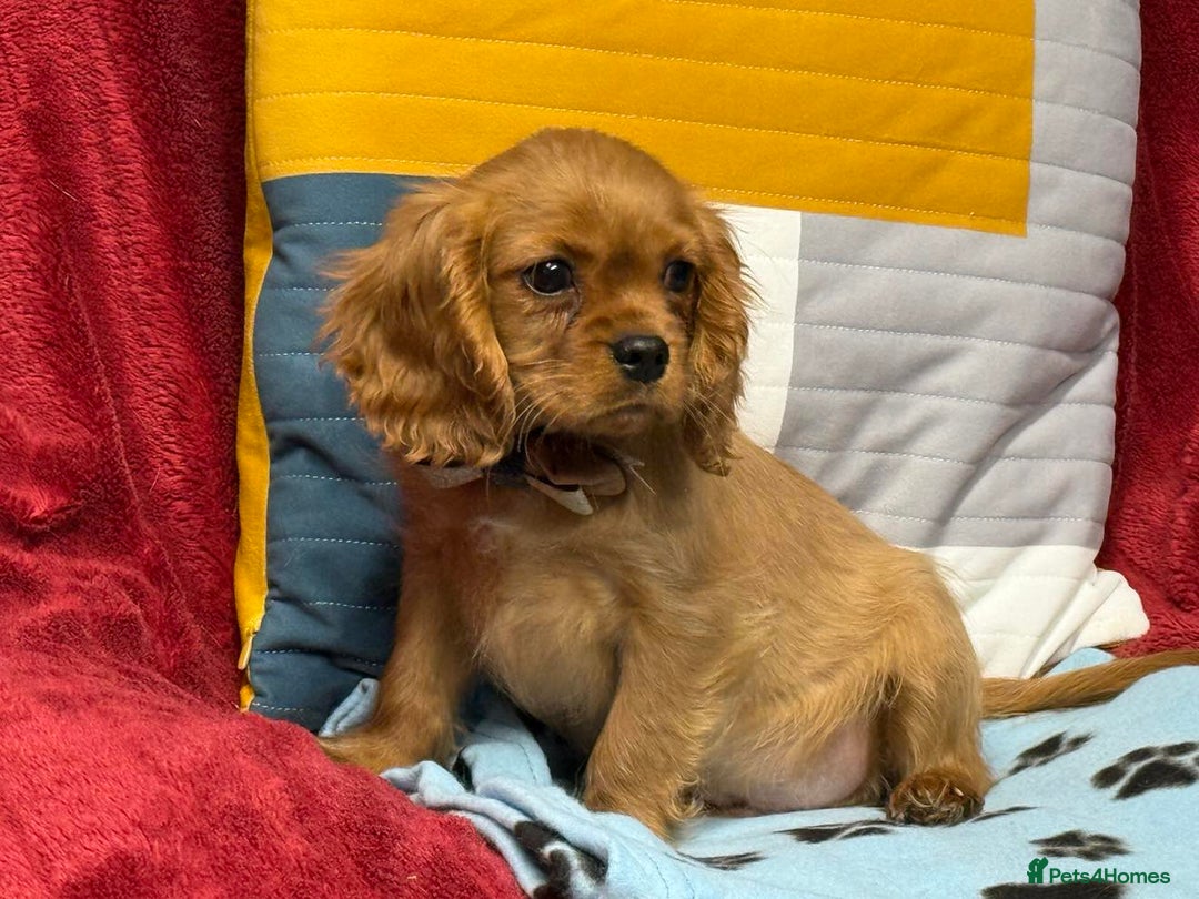 Cavalier King Charles Spaniel dogs for sale: Cavalier king Charles  Ruby's puppy's   - Image 2