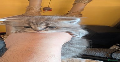 British Shorthair cats - Advert 7