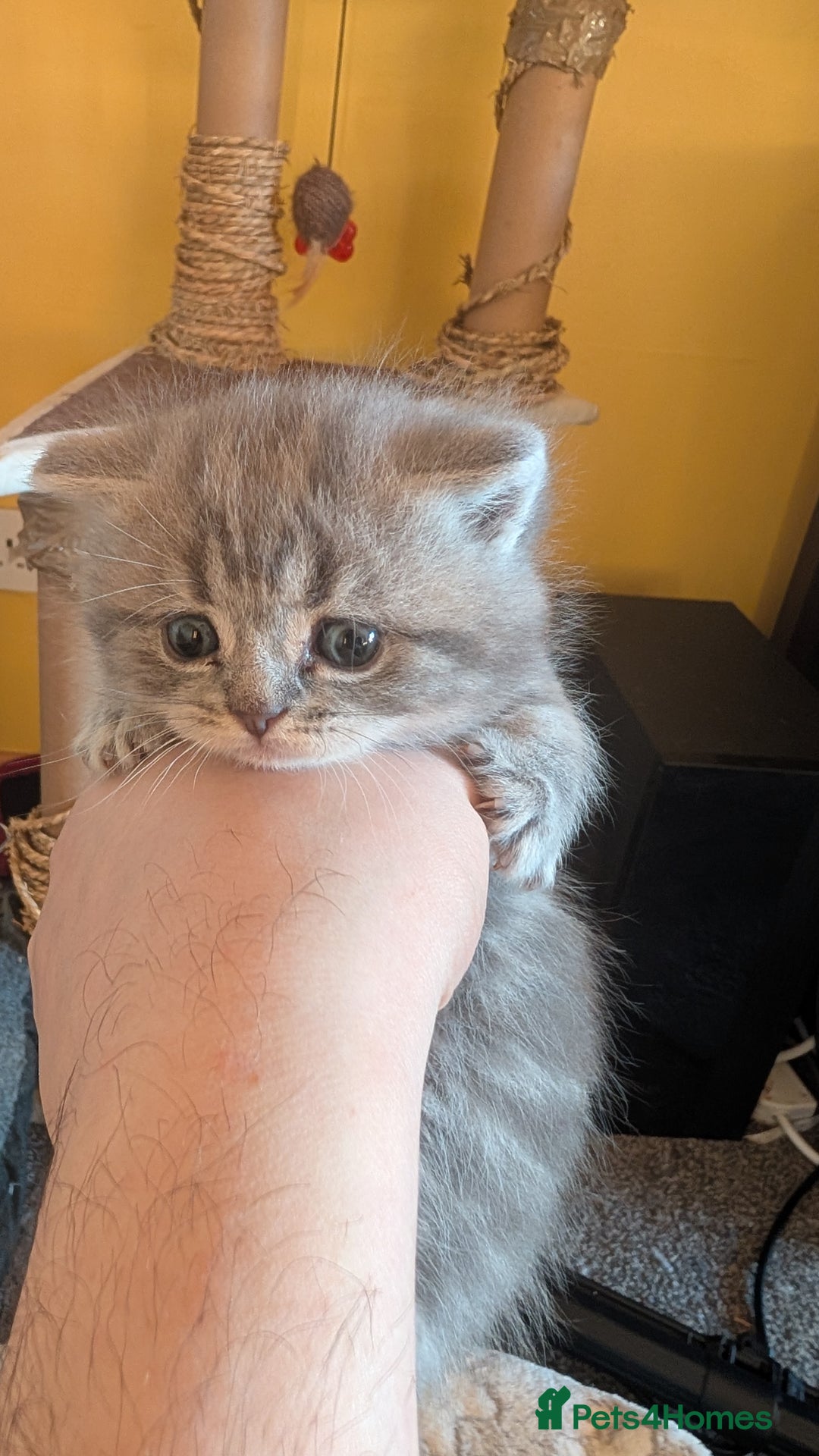 British Shorthair cats for sale: British Shorthair kittens - Image 3