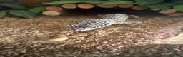 Gecko reptiles for sale: Leopard geko for sale in Ferryhill - Advert 2