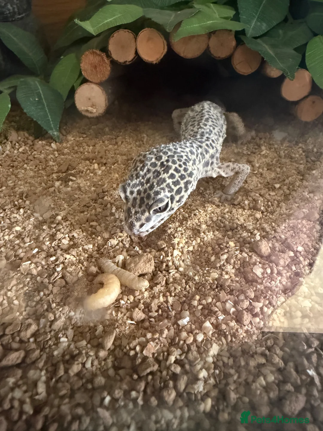 Gecko reptiles for sale: Leopard geko for sale in Ferryhill - Advert 2