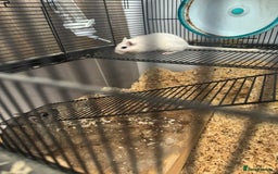 Gerbil rodents for sale: Female Gerbils & Cage - Image 1
