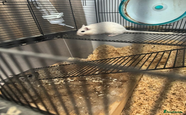 Gerbil rodents - Advert 1