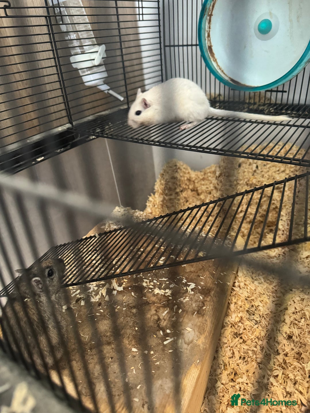Gerbil rodents for sale: Female Gerbils & Cage - Image 1