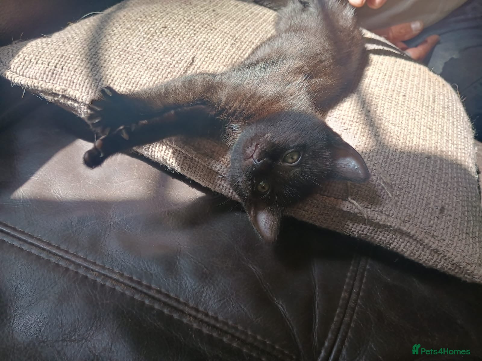 Mixed Breed cats for sale: 2 lovely female black kittens - Advert 9