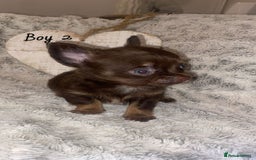 Chihuahua dogs for sale: ✨🐾 chihuahua pups 🐾✨ - Image 5