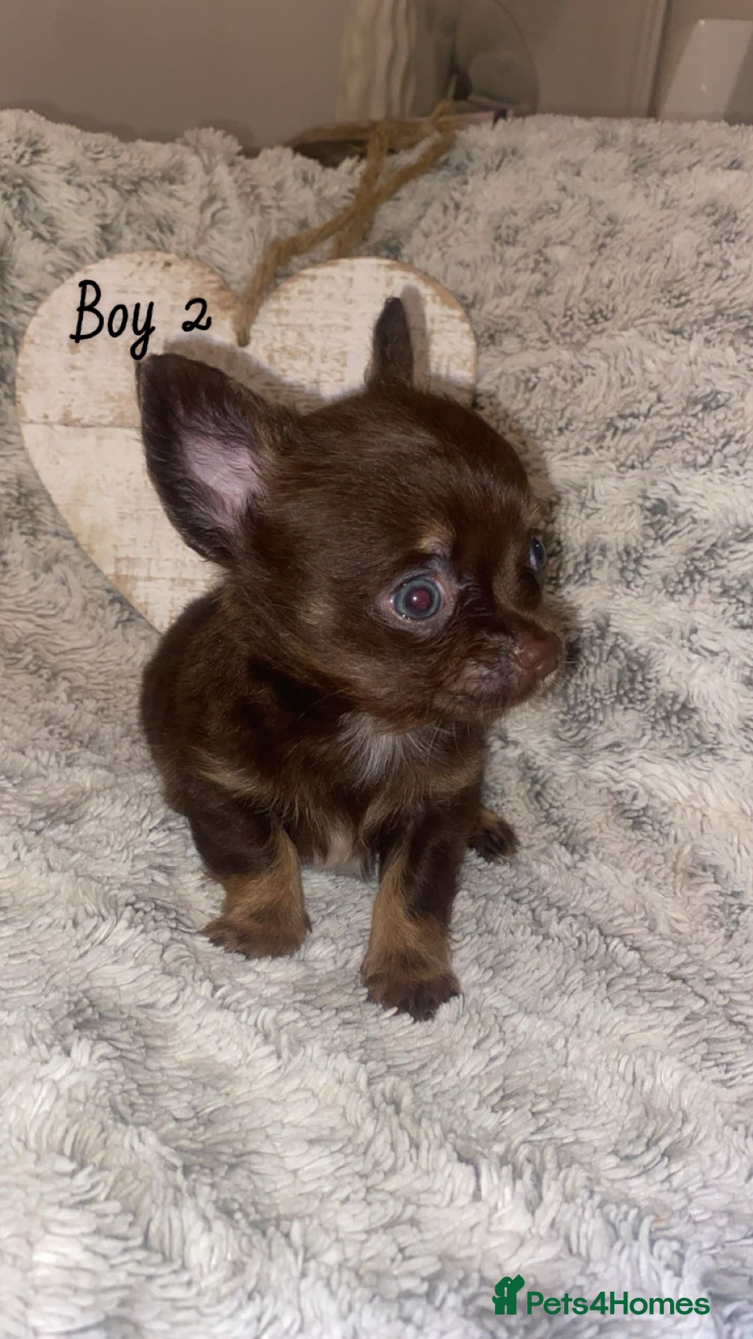 Chihuahua dogs for sale: ✨🐾 chihuahua pups 🐾✨ - Image 5