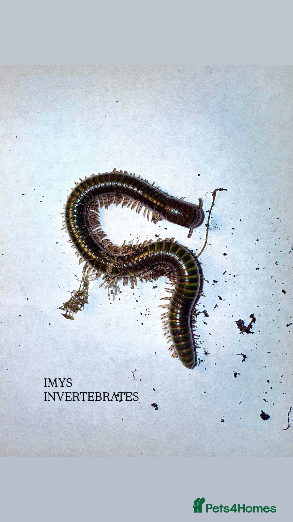 Millipedes invertebrates X1 OLIVE MILLIPEDE happy to ship  - Advert 8