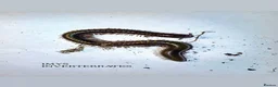 Millipedes invertebrates for sale: X1 OLIVE MILLIPEDE happy to ship  - Advert 1