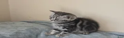 British Shorthair cats for sale: Silver Tabby Kittens, Rare GCCF Show Quality.  - Advert 15