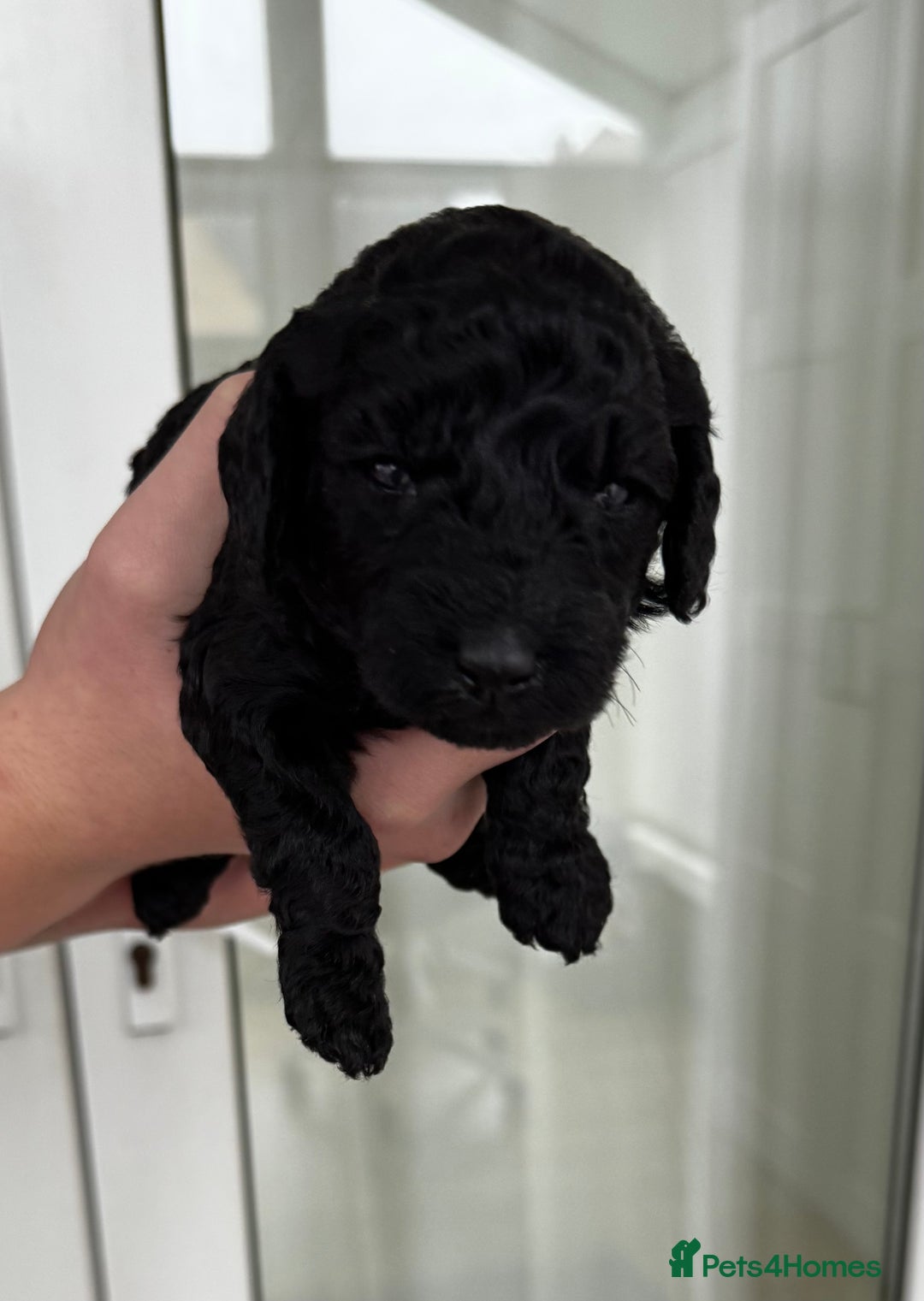 Miniature Poodle dogs for sale: Striking merle and black Miniature Poodle Puppies - Advert 11