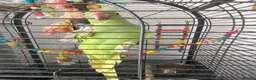 Ringnecks birds for sale: Female 3 year old Indian ringneck - Advert 3