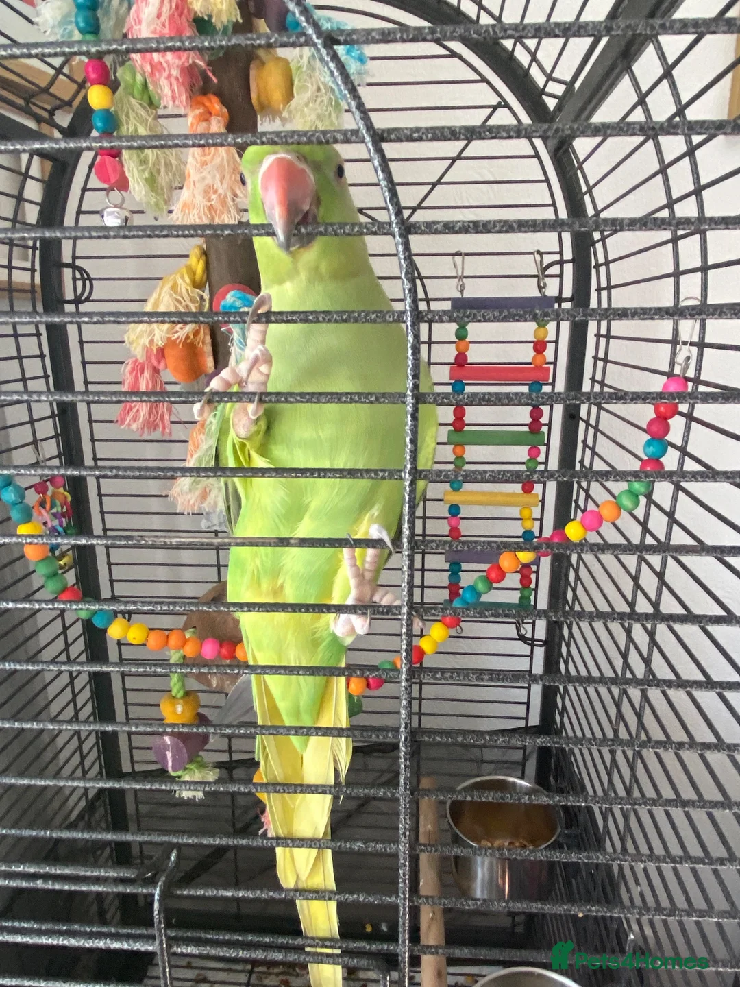 Ringnecks birds for sale: Female 3 year old Indian ringneck - Advert 3