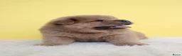 Chow Chow dogs for sale: Stunning chow chow pups  - Advert 8