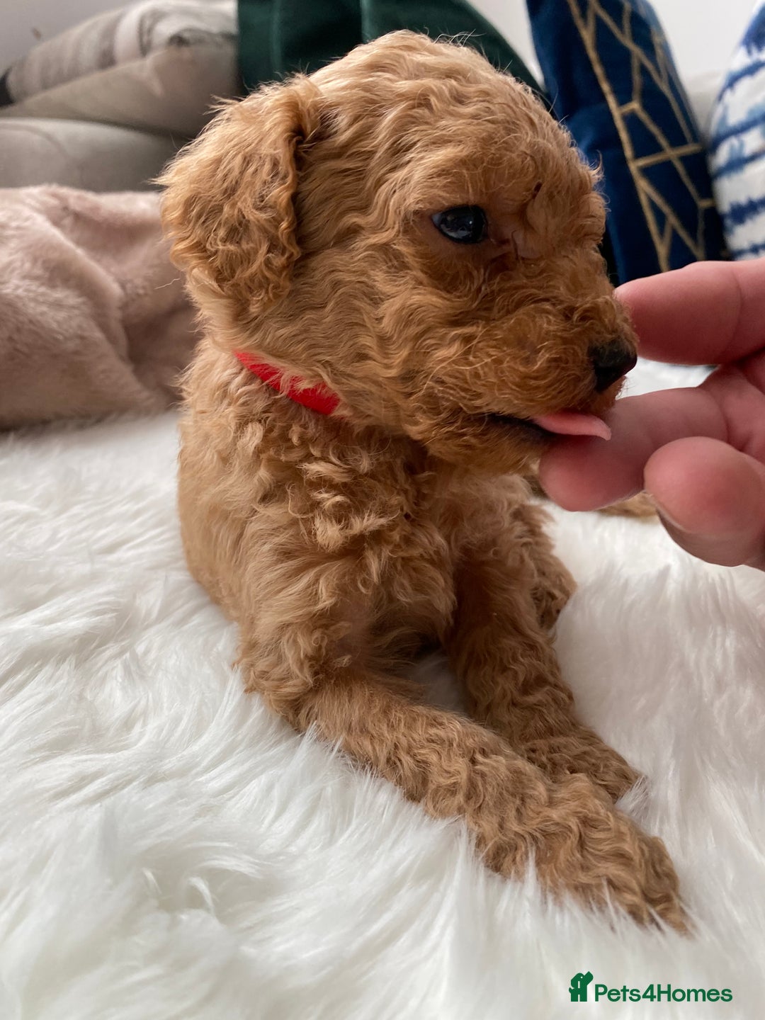 Goldendoodle dogs for sale: F1Goldendoodel puppies now ready for new home  - Advert 22