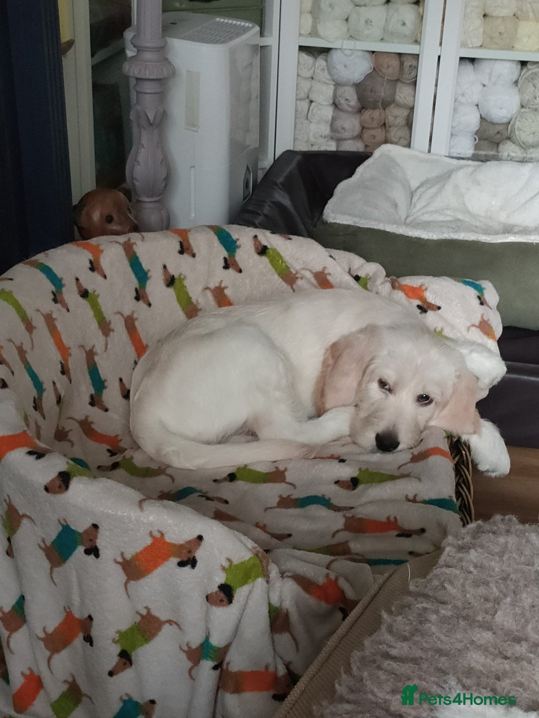 Mixed Breed dogs for sale: Italian/standard poodle  - Advert 2