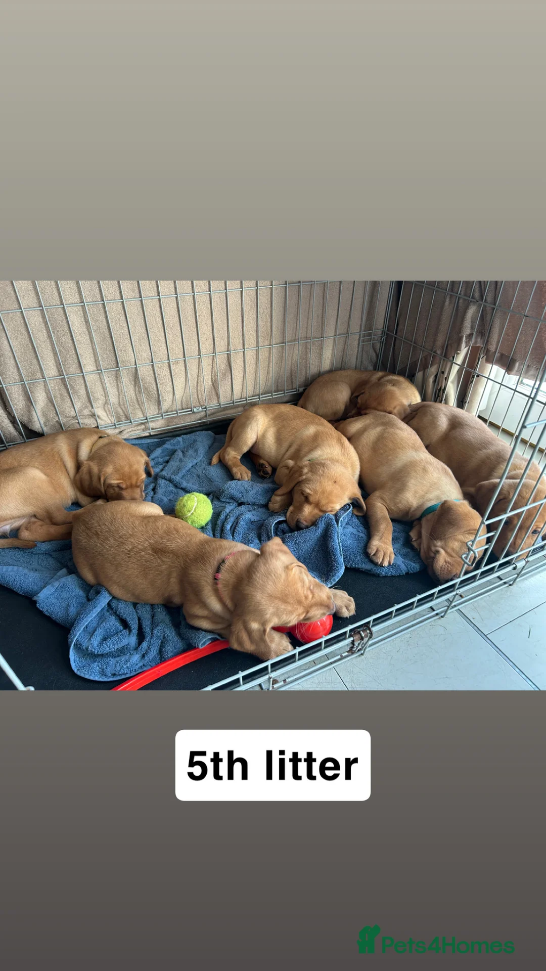 Labrador Retriever dogs for stud: 🌟 Kennel Club Registered Proven Labrador Stud 🌟 in Dundee - Advert 27