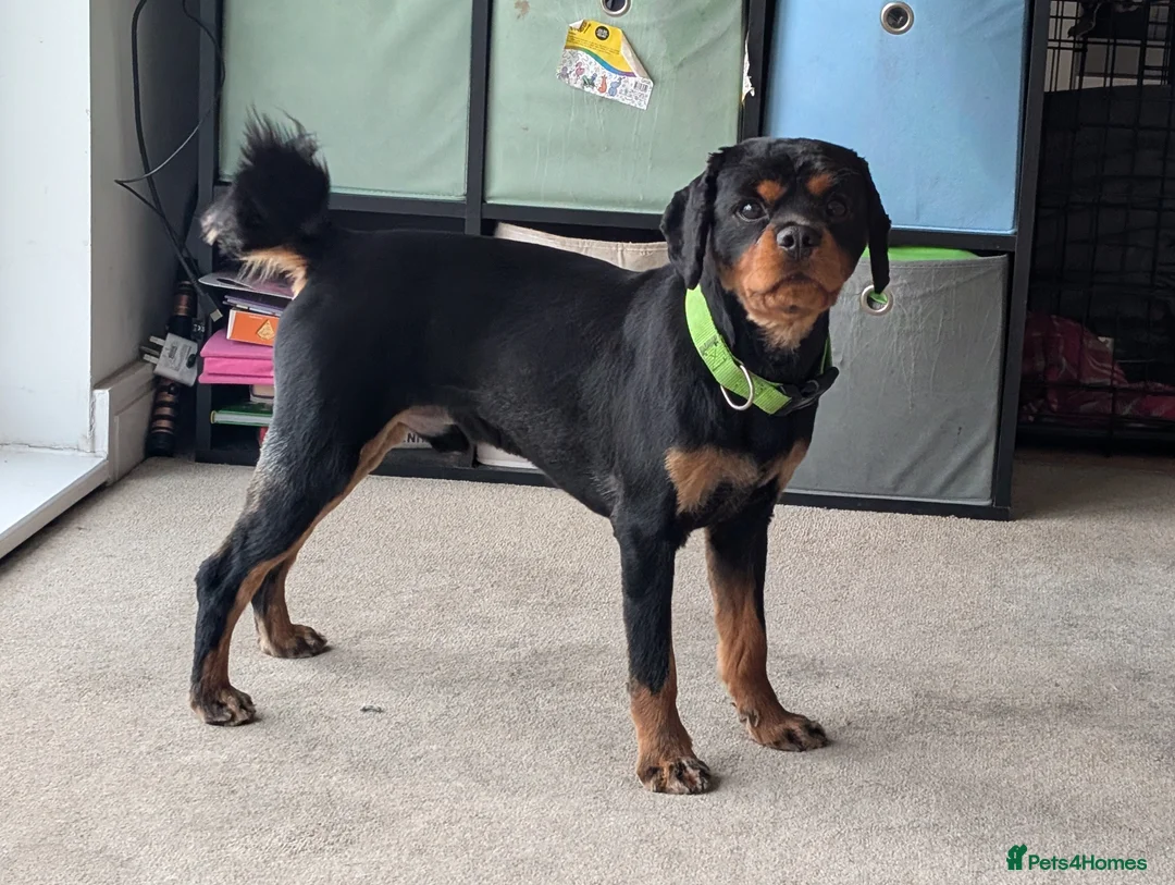 Cavalier King Charles Spaniel dogs for stud: Rocco for Stud - Advert 3