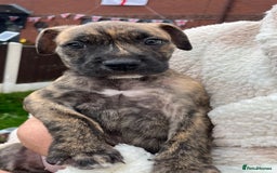 Staffordshire Bull Terrier dogs for sale: Beautiful Staffy pups - Image 10