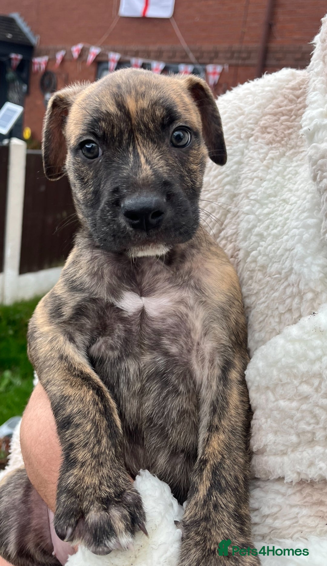 Staffordshire Bull Terrier dogs for sale: Beautiful Staffy pups - Image 10