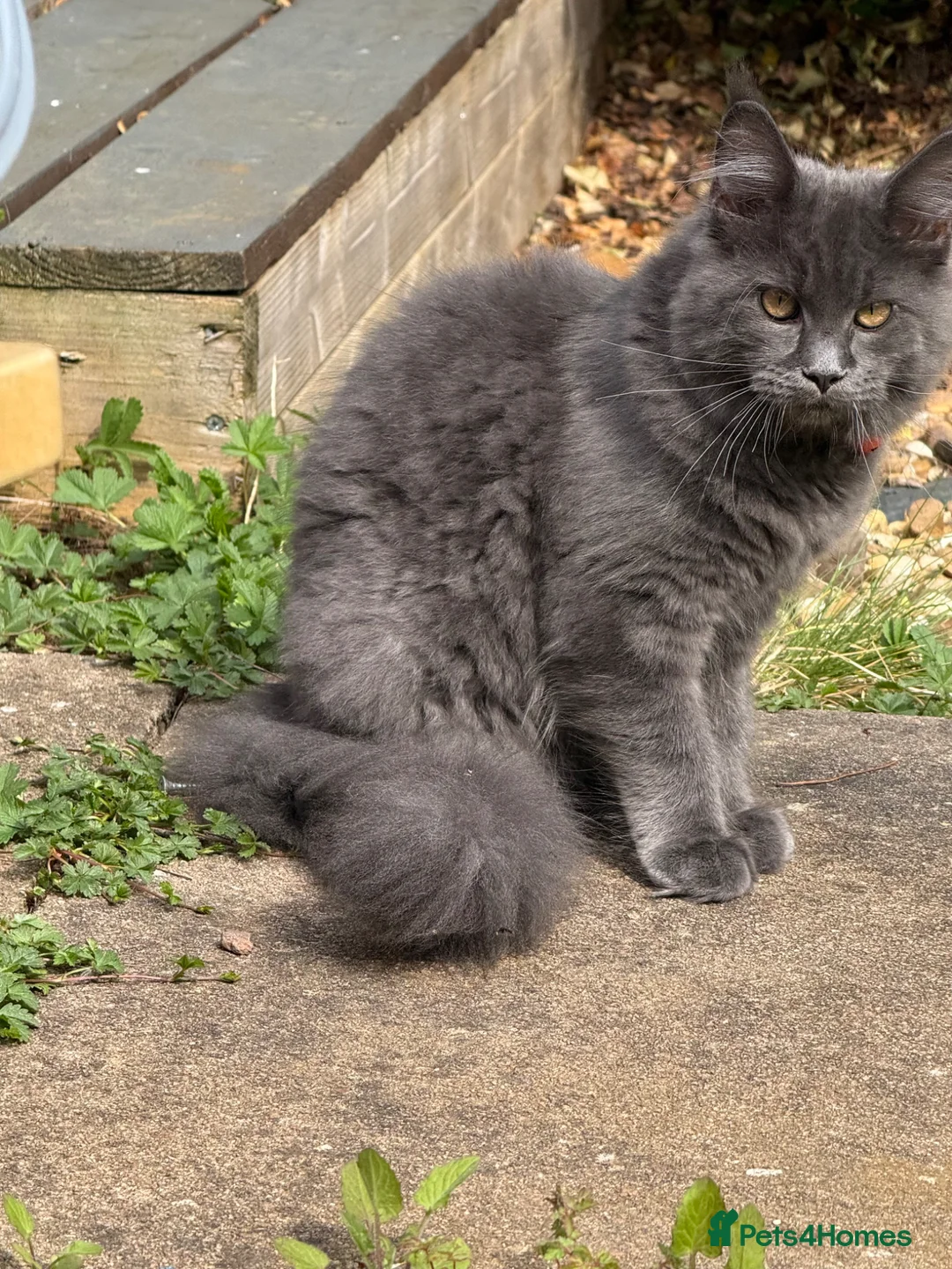 Maine Coon cats for sale: Maine Coon Kittens for sale Mix litter  - Advert 2