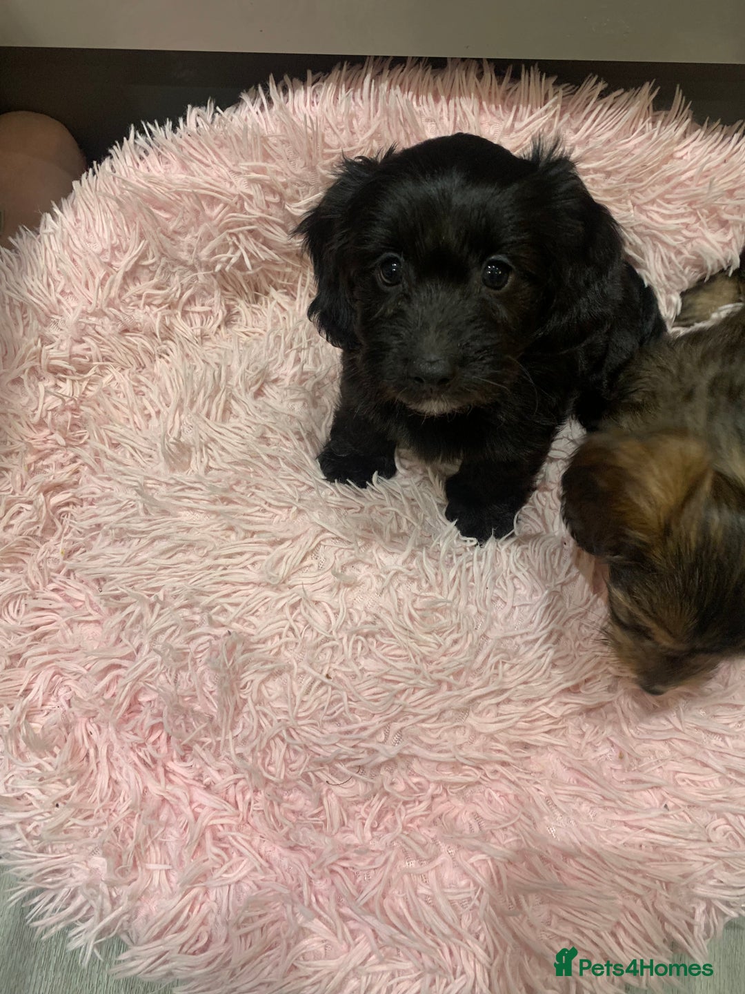 Mixed Breed dogs for sale: Doxiepoo pups - Advert 19