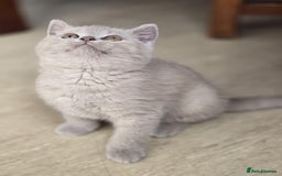 British Shorthair cats for sale: British shorthair  - Image 5