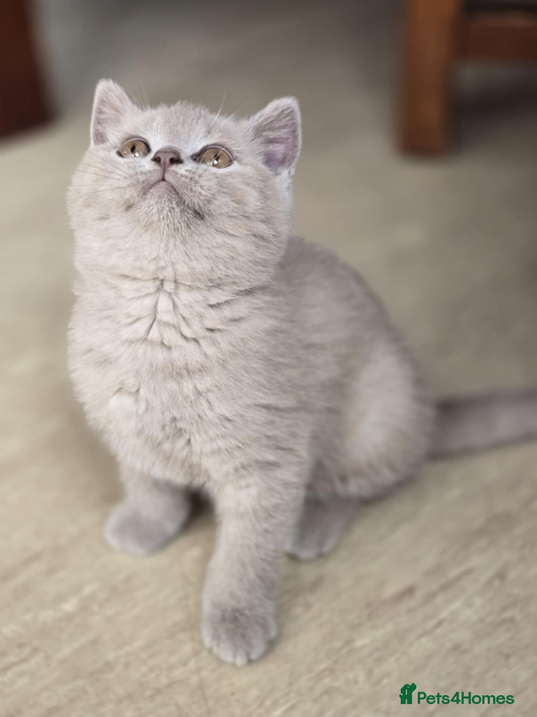 British Shorthair cats for sale: British shorthair  - Image 5