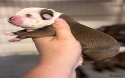 Staffordshire Bull Terrier dogs for sale: KC Staffordshire Bull Terrier - Image 1