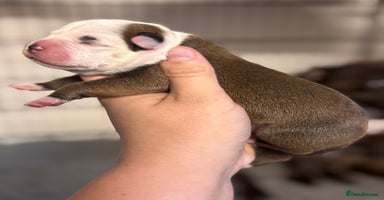 Staffordshire Bull Terrier dogs - Advert 2