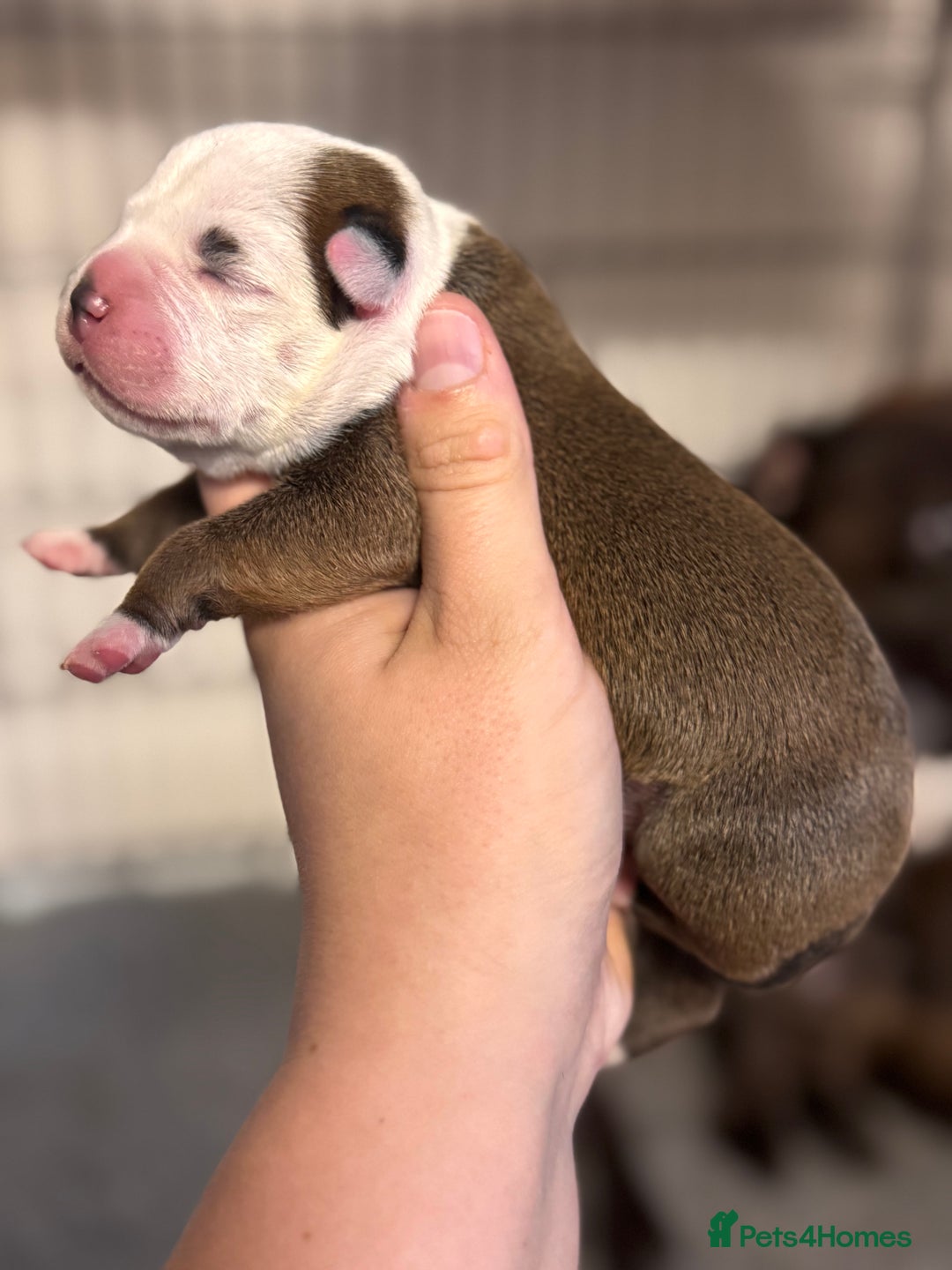 Staffordshire Bull Terrier dogs for sale: KC Staffordshire Bull Terrier - Image 1
