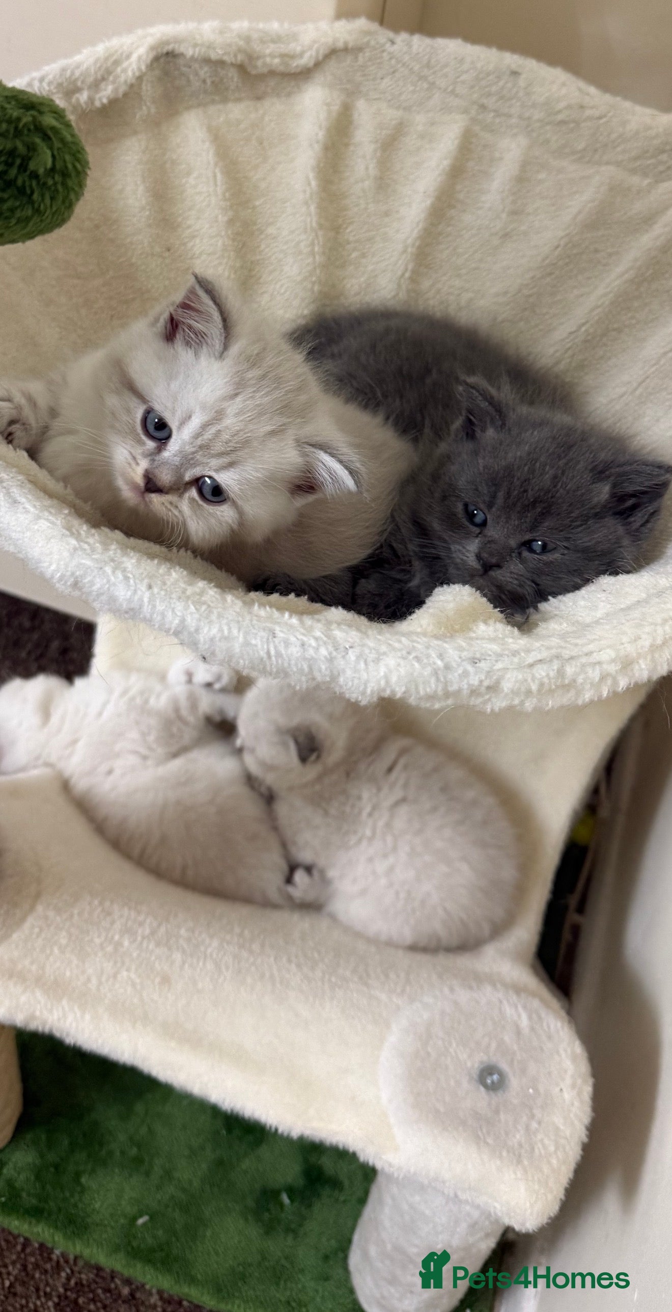 Scottish Fold cats Scottish fold / straight kittens  - Advert 4