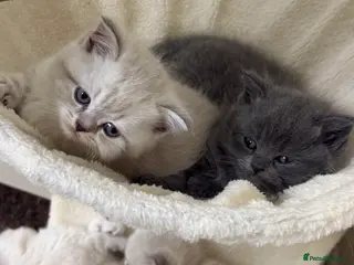 Scottish Fold cats Scottish fold / straight kittens - Advert 4