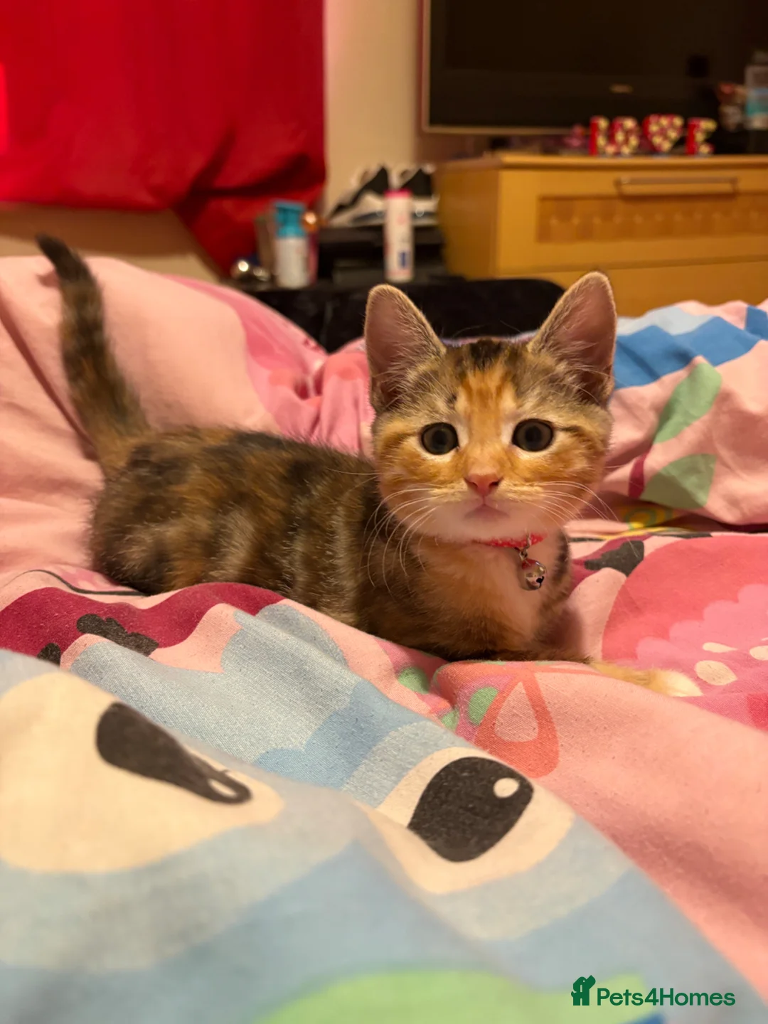 Mixed Breed cats for sale: 😽 dilute calico female 😽 - Advert 6