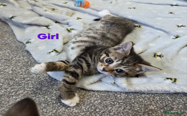 Mixed Breed cats - Advert 9