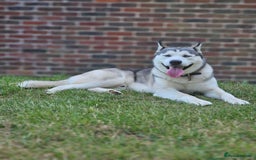 Siberian Husky dogs for stud: Gorgeous boy for stud - Image 3