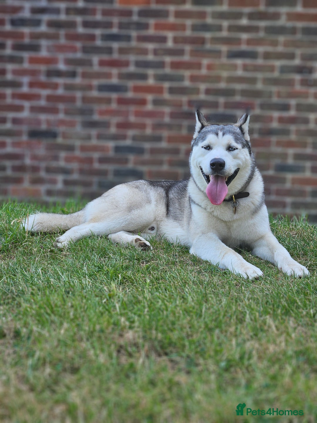 Siberian Husky dogs for stud: Gorgeous boy for stud - Image 3
