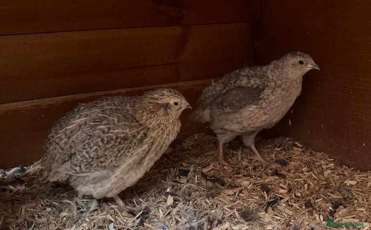 Quail poultry - Advert 11