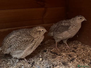 Quail poultry - Advert 9